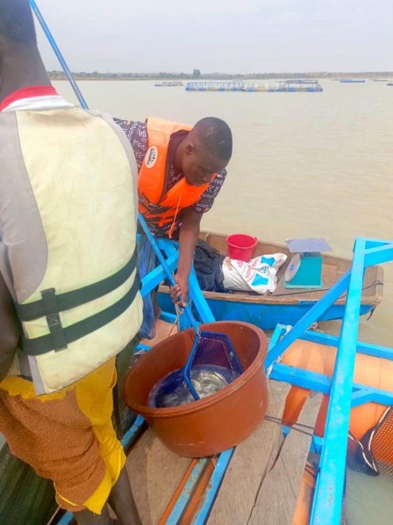 Opération de nourrissage